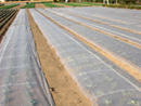 San-Ai Row Cover Netting "Betalon"